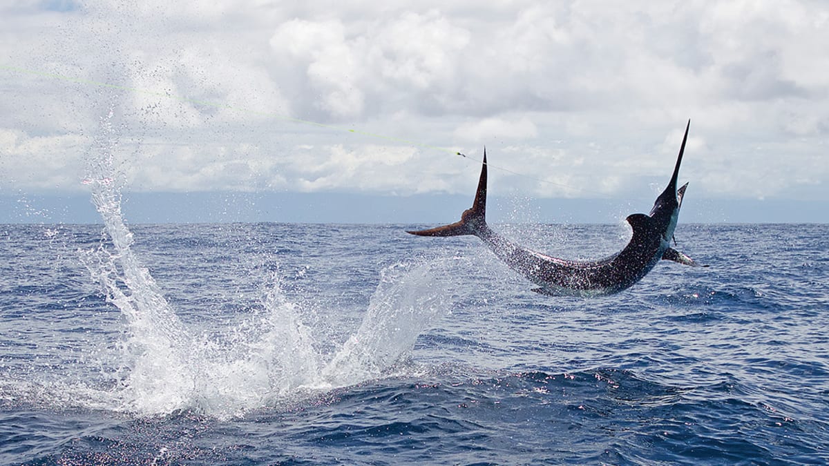 Black marlin fishing in Costa Rica