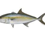 Amberjack, a fish specie in Costa Rica