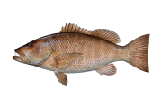 Cubera Snapper