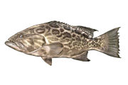 Grouper Broomtail