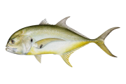 Jack Crevalle