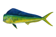 Mahi-Mahi