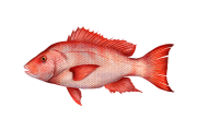 Red Snapper