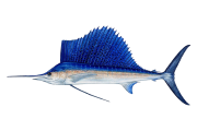 Sailfish