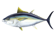 Yellowfin Tuna