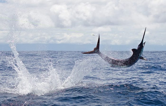 Black marlin fishing in Costa Rica