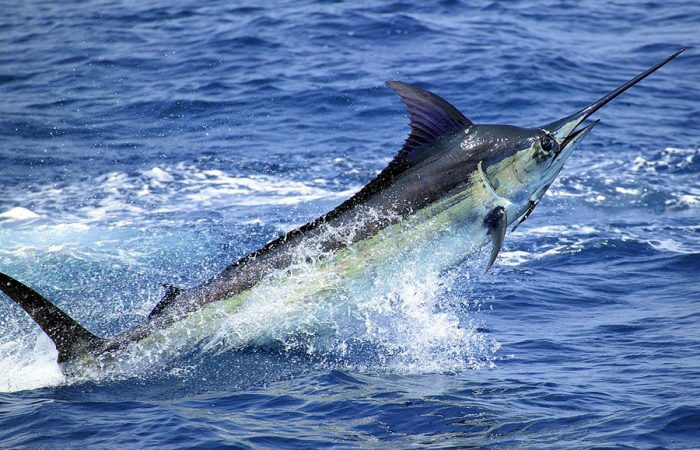 Blue marlin fishing in Costa Rica