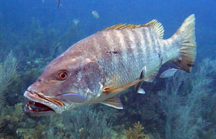 Cubera-snapper-Hooked-On-Costa-Rica