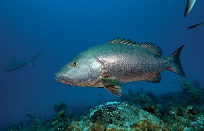 Cubera-snapper-fishing