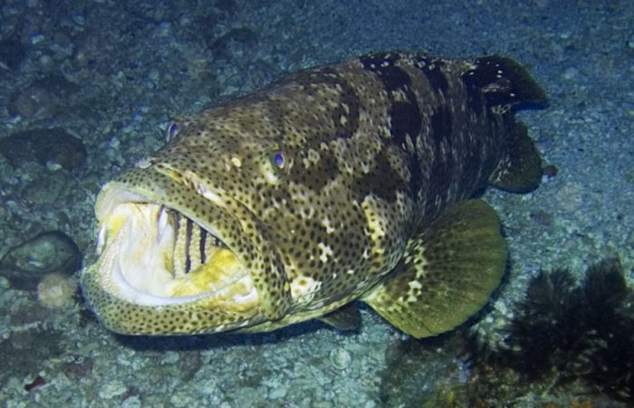 Grouper-Hooked-On-Costa-Rica