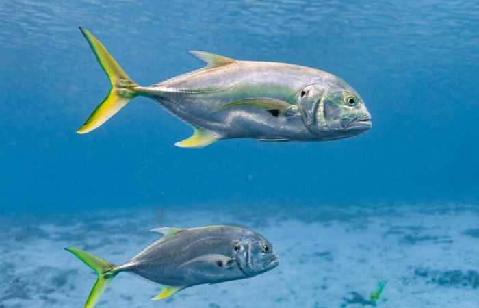 Jack-Crevalle-Costa-Rica-Fishing