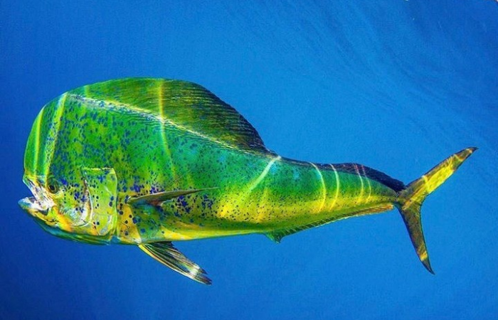 Mahi-Mahi-Dolphinfish-Dorado-Hooked-On-Costa-Rica
