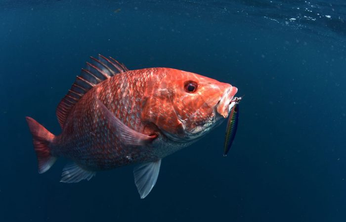 Red-Snapper-Pargo-Fishing