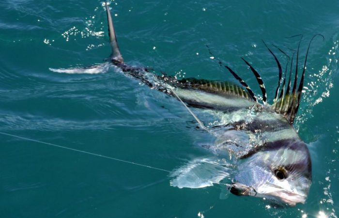 Rooster-fish-Costa-Rica-Fishing