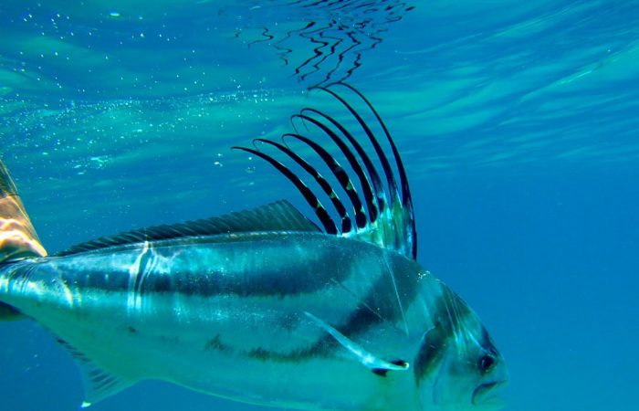 Rooster_underwater