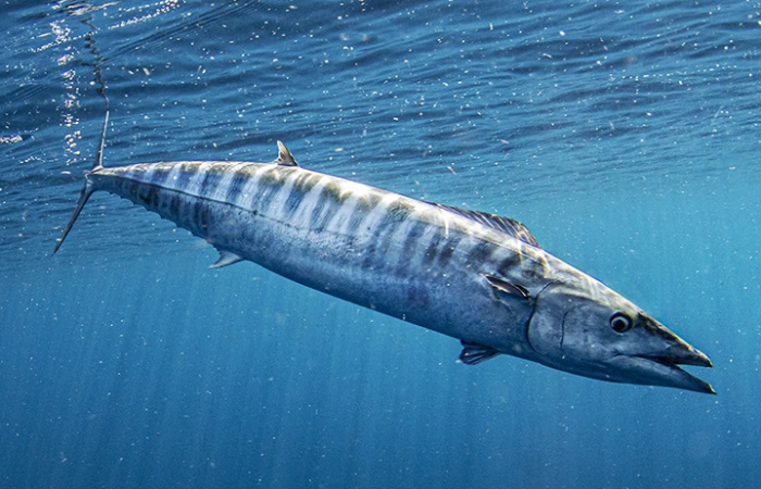 Wahoo-Costa-Rica-Fishing