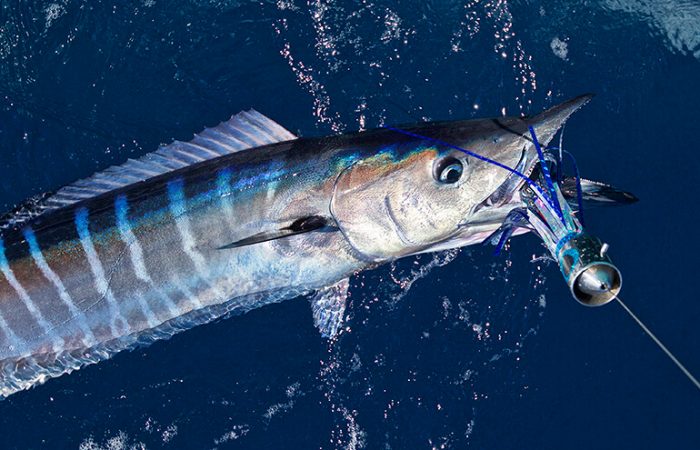 Deep sea fishing trips in Costa Rica