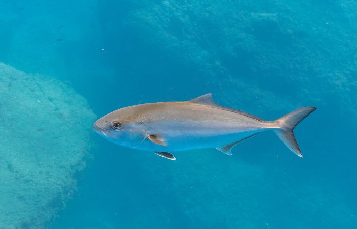 amberjack-fishing-costa-rica