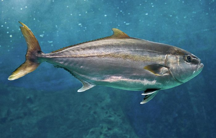amberjack-fishing
