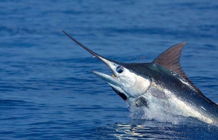Blue Marlin