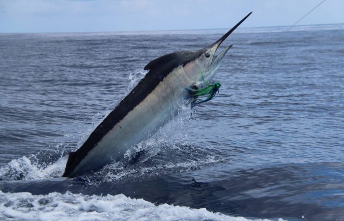 Black marlin fishing in Costa Rica
