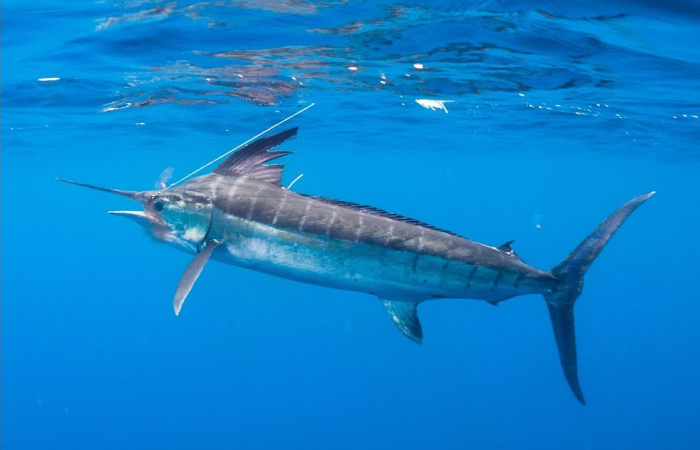 Stripped marlin fishing in Costa Rica