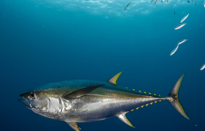 screenshot-oceana.org-2021.04.14-22_39_21