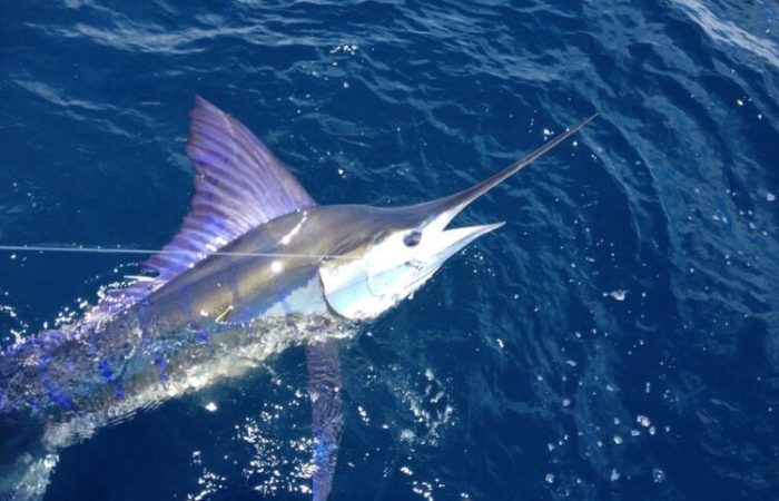 Costa Rica fishing species (stripped marlin)