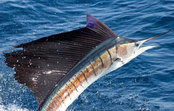 Sailfish Costa Rica Fishing Calendar Pez Vela