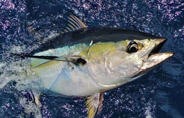 yellowfin-tuna-fishing-costa-rica
